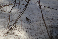 Passer montanus