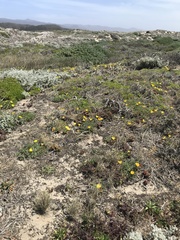 Eschscholzia californica maritima