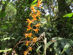 Tainia dunnii