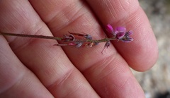 Indigofera declinata