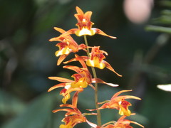 Tainia dunnii