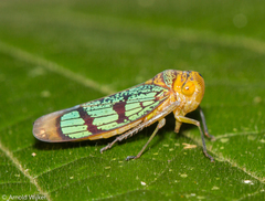 Amblyscarta