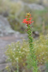 Siphocampylus foliosus