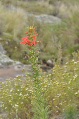 Siphocampylus foliosus