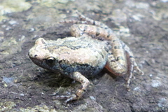 Microhyla nilphamariensis