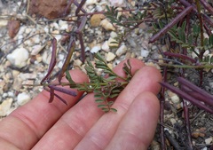Indigofera declinata