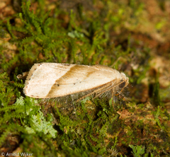 Micrathetis dasarada