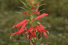 Siphocampylus foliosus