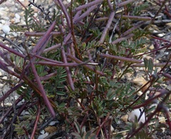 Indigofera declinata