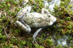 Microhyla nilphamariensis
