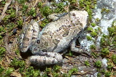Microhyla nilphamariensis