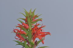 Siphocampylus foliosus