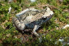 Microhyla nilphamariensis