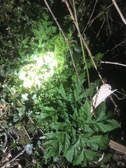 Heracleum mantegazzianum