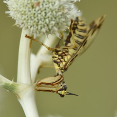 Paramantispa decorata