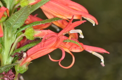 Siphocampylus foliosus