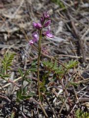 Indigofera declinata