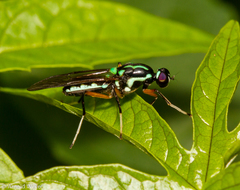 Raphiocera