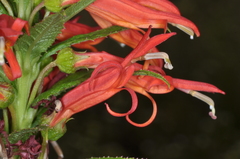 Siphocampylus foliosus