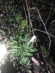 Heracleum mantegazzianum