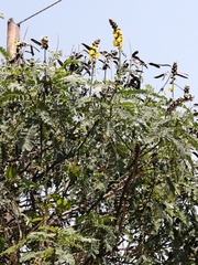 Senna didymobotrya