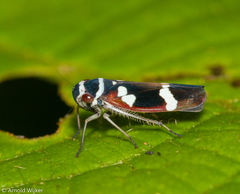 Macugonalia leucomelas