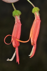 Siphocampylus foliosus