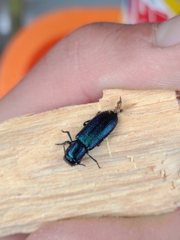 Temnoscheila caerulea