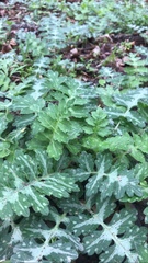 Hydrophyllum macrophyllum