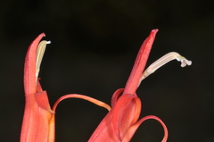 Siphocampylus foliosus