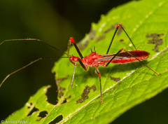 Ricolla quadrispinosa