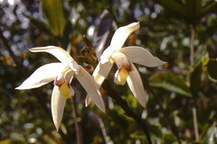 Bromheadia finlaysoniana