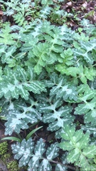 Hydrophyllum macrophyllum