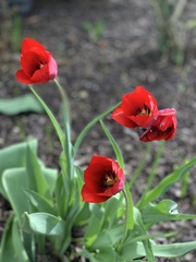 Tulipa