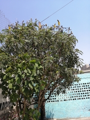 Senna didymobotrya