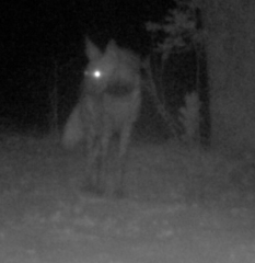 Hyaena hyaena