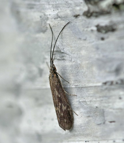 Molannodes tinctus