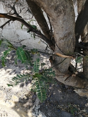 Senna didymobotrya