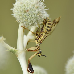 Paramantispa decorata