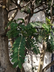 Senna didymobotrya
