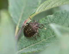 Rhacognathus punctatus