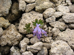 Corydalis alpestris