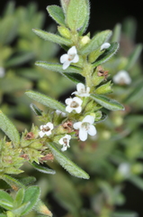 Clinopodium gilliesii