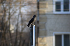 Corvus monedula
