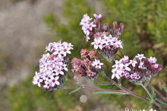 Stevia satureiifolia