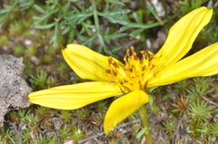Bidens triplinervia macrantha