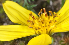 Bidens triplinervia macrantha