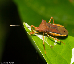 Anasa varicornis