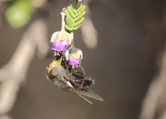 Copestylum scutellatum