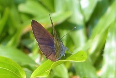 Niphanda asialis